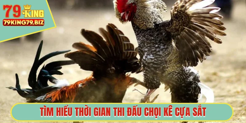 Tìm hiểu thời gian thi đấu chọi kê cựa sắt